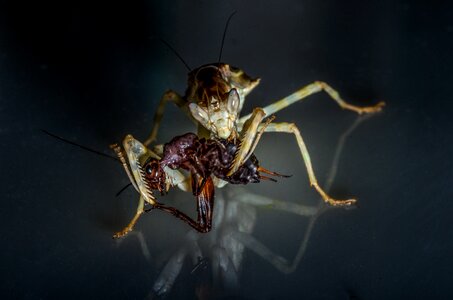 Insect nature deadly