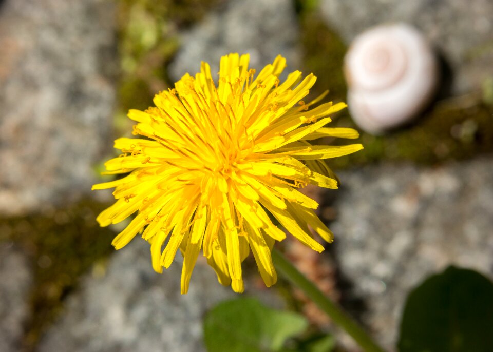 Yellow flower buttercup