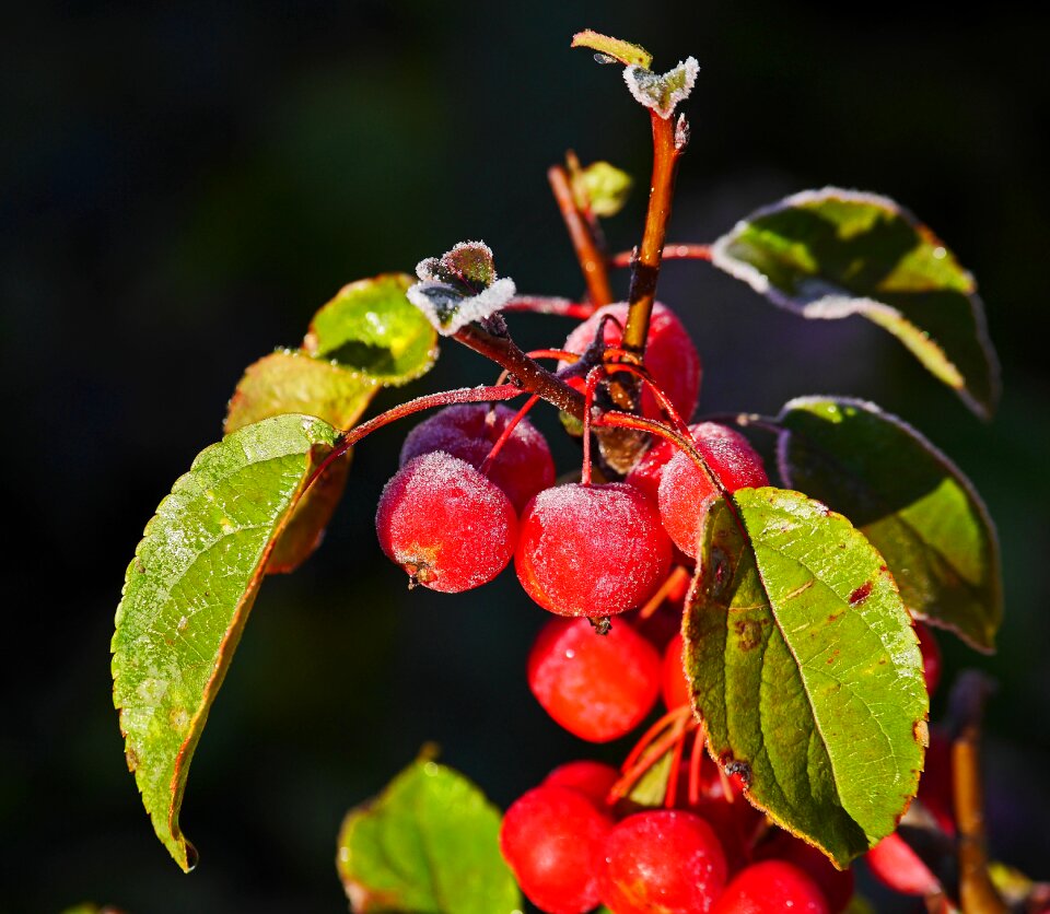 Late autumn over-sugared fruits