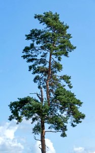 Pine with broken top in Barkedal
