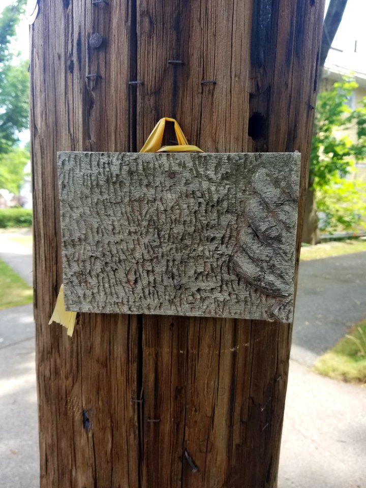 Plaque - Utility pole - Arlington, MA - 20200625 100445