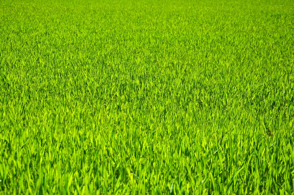Nature green field
