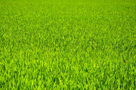 Nature green field