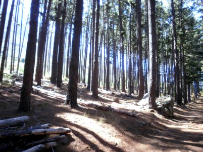 Pine Plantations at Newlands Forest - Cape Town 9