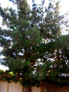 Pine tree - front of a house - Nishapur 2