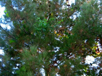 Pine tree - front of a house - Nishapur 3