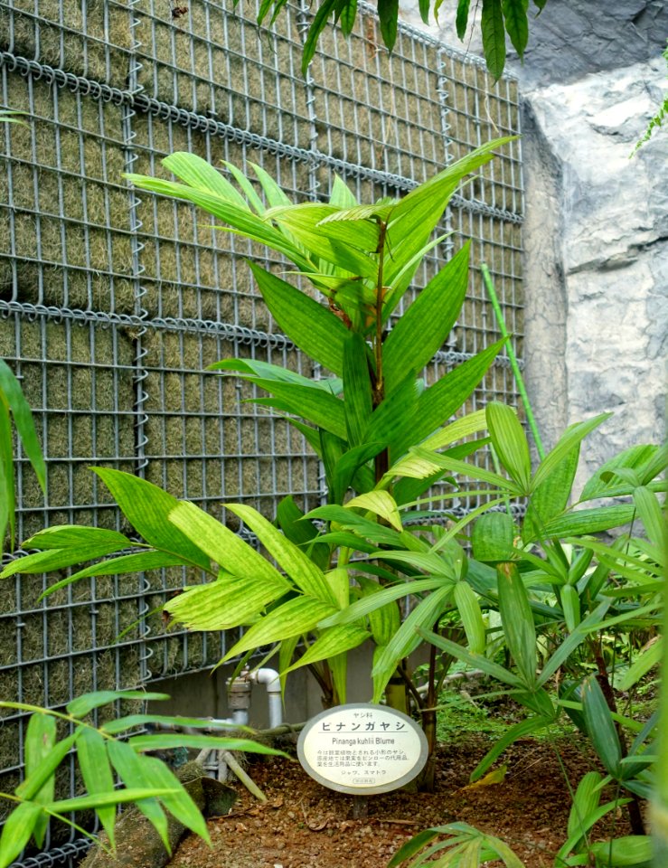 Pinanga coronata (Pinanga kuhlii) - Shinjuku Gyo-en Greenhouse - Tokyo, Japan - DSC05733