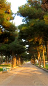 Pin trees of Republic blv - Nishapur 1