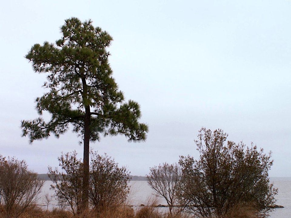 Pine, Jamestown Island, 2014-03-19, 01