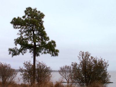 Pine, Jamestown Island, 2014-03-19, 01