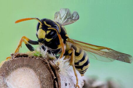 Bee macro nature