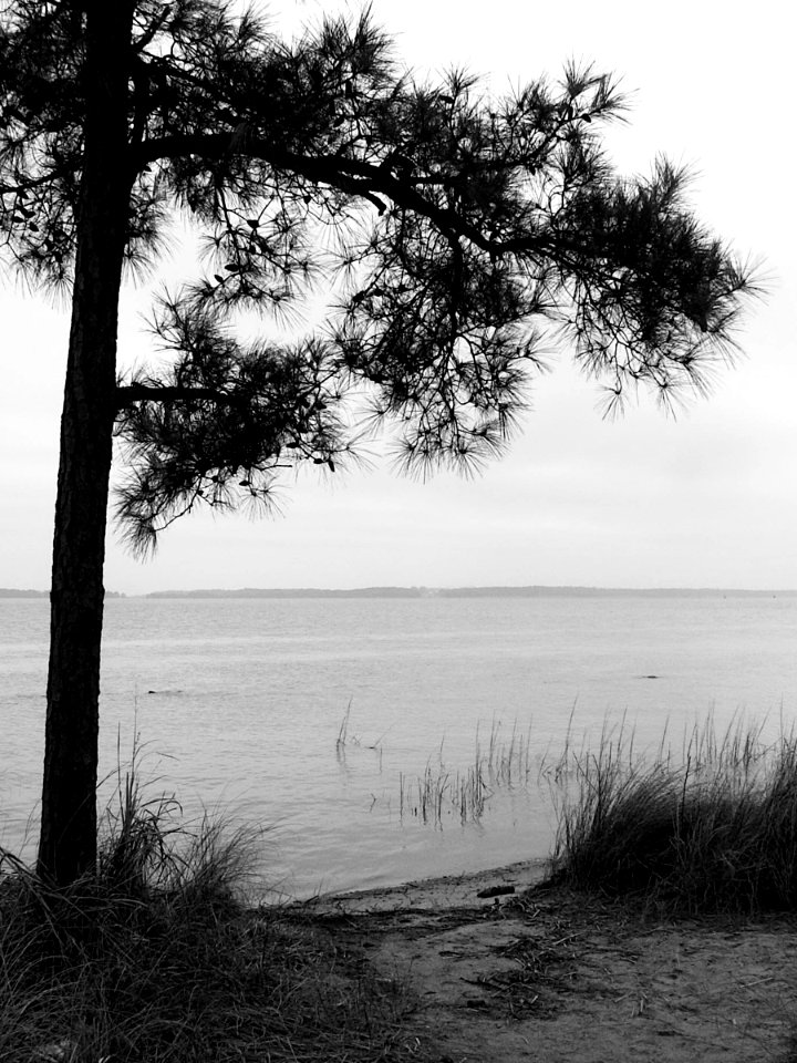 Pine, Jamestown Island, 2014-03-19, 04