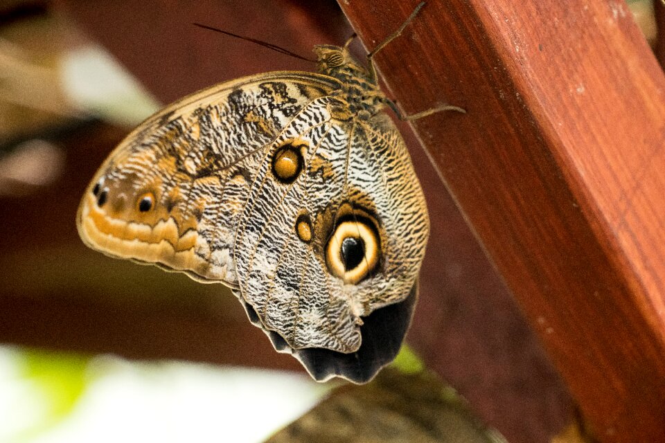 Insect close up macro