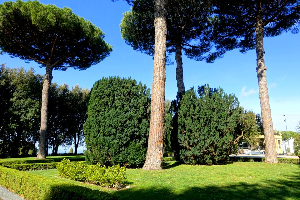 Pines - Barberini Gardens - Castel Gandolfo - DSC04291