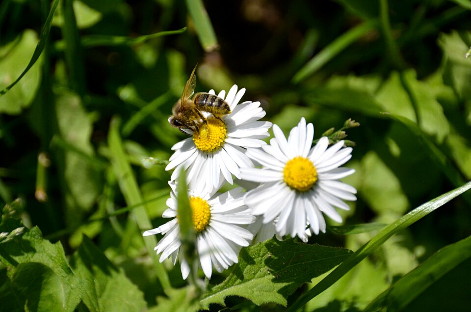Forage pollinator plant
