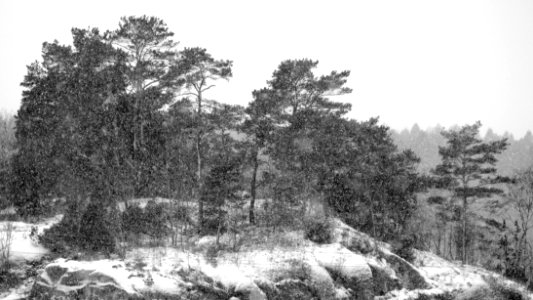 Pines on cliff in snow