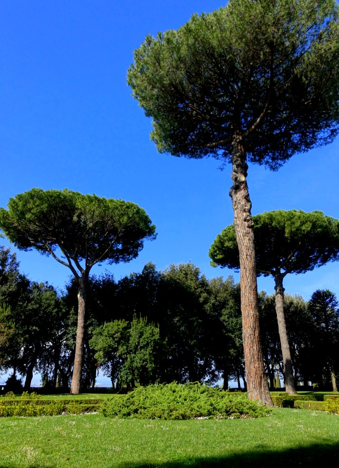 Pines - Barberini Gardens - Castel Gandolfo - DSC04295