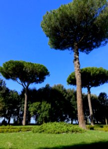 Pines - Barberini Gardens - Castel Gandolfo - DSC04295