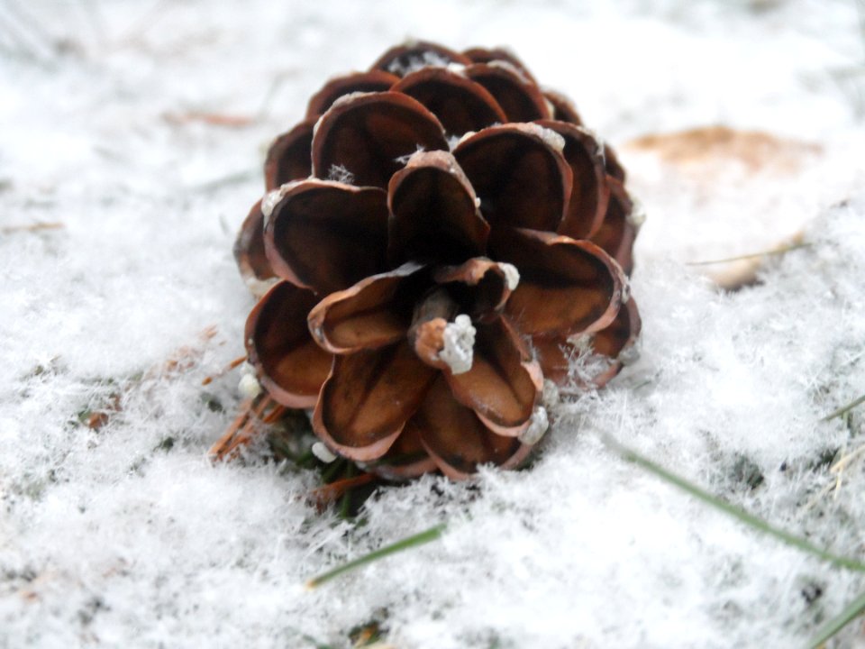 Pine cone and snow dusting