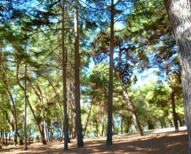 Pineta lungo la costa di Poreč - 1