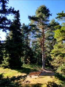 Pinetum birkhoven - 4 photo