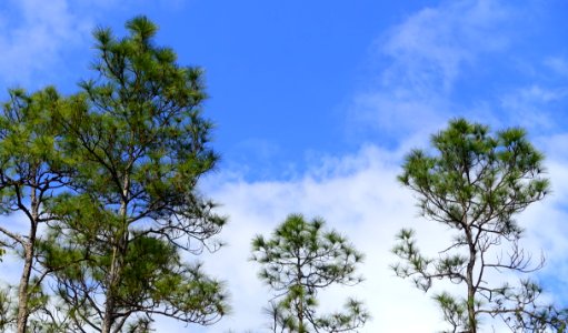 Pinelands Trail - Everglades National Park - DSC09496
