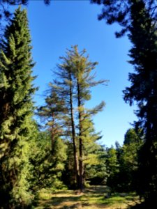 Pinetum birkhoven - 1
