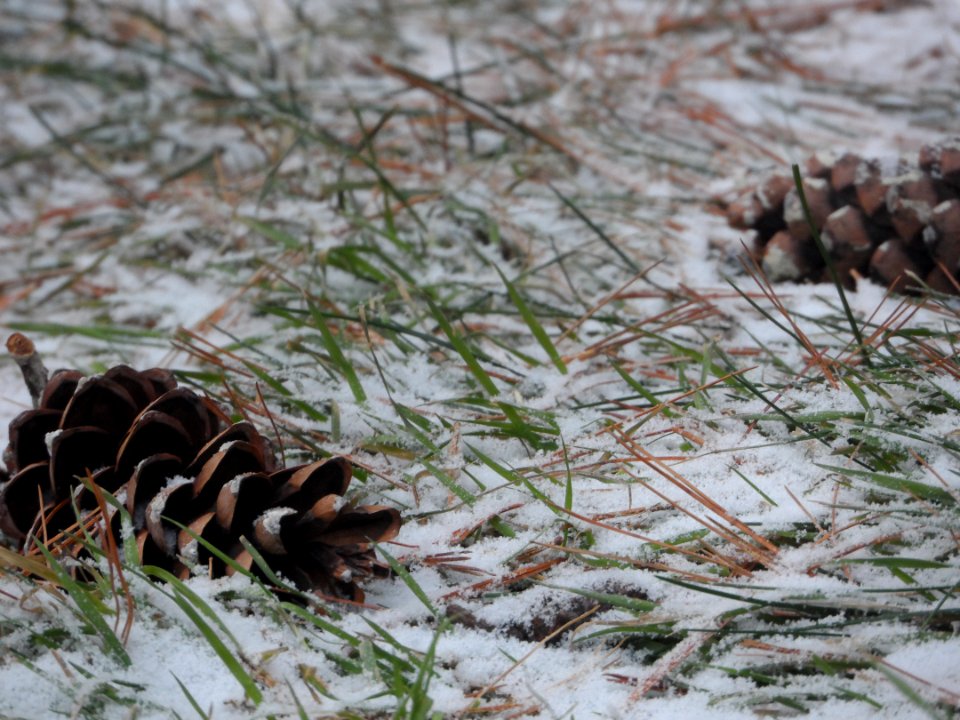 Pinecones in winter