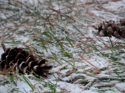 Pinecones in winter