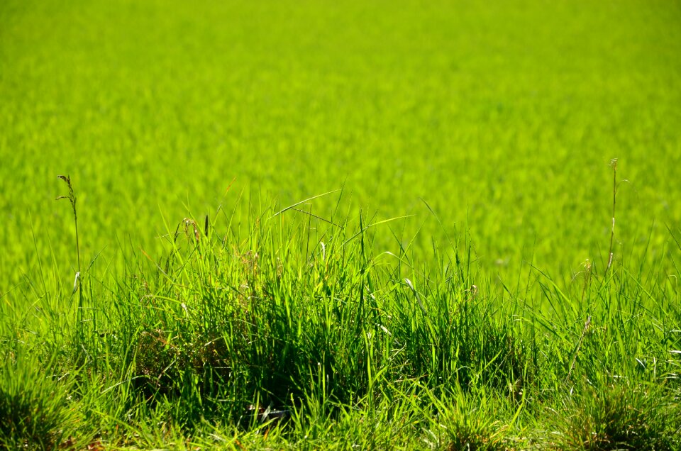 Nature green field