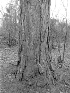 Pinussoorten, pinus nigra, Bestanddeelnr 168-0118