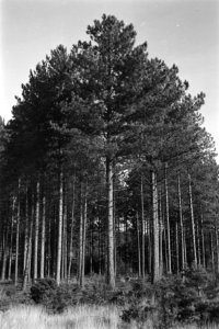 Pinussoorten, schonenhorst, pinus nigra var austriaca, Bestanddeelnr 170-0950