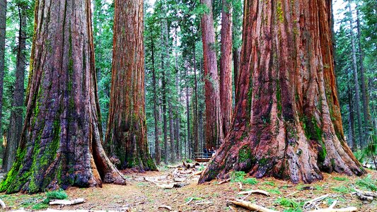 Usa park sequoia photo