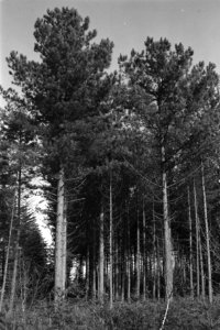 Pinussoorten, schonenhorst, pinus nigra var austriaca, Bestanddeelnr 170-0948