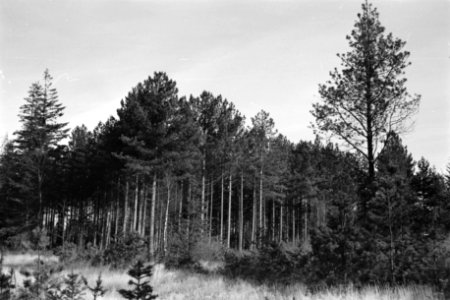 Pinussoorten, schonenhorst, pinus nigra var austriaca, Bestanddeelnr 170-0952