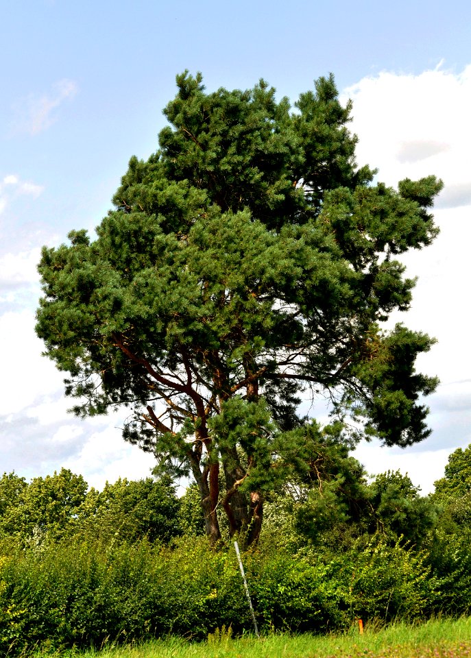 Pinus-sylvestris-01-fws