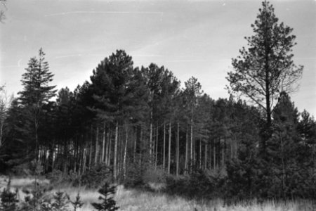 Pinussoorten, schonenhorst, pinus nigra var austriaca, Bestanddeelnr 170-0951