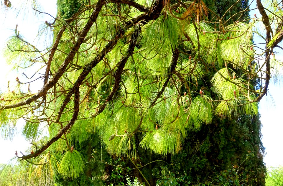 Pine needles - Giardino di Ninfa, Italy - DSC03001