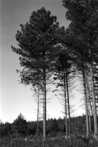 Pinussoorten, schonenhorst, pinus nigra var austriaca, Bestanddeelnr 170-0946