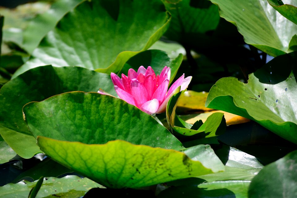 Lake plant nature