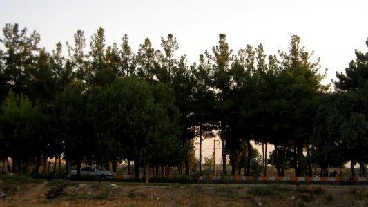 Pin trees of Republic blv - Nishapur 3