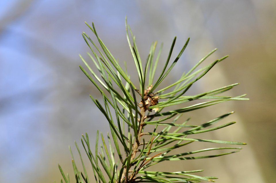 Pinus-sylvestris-05-fws