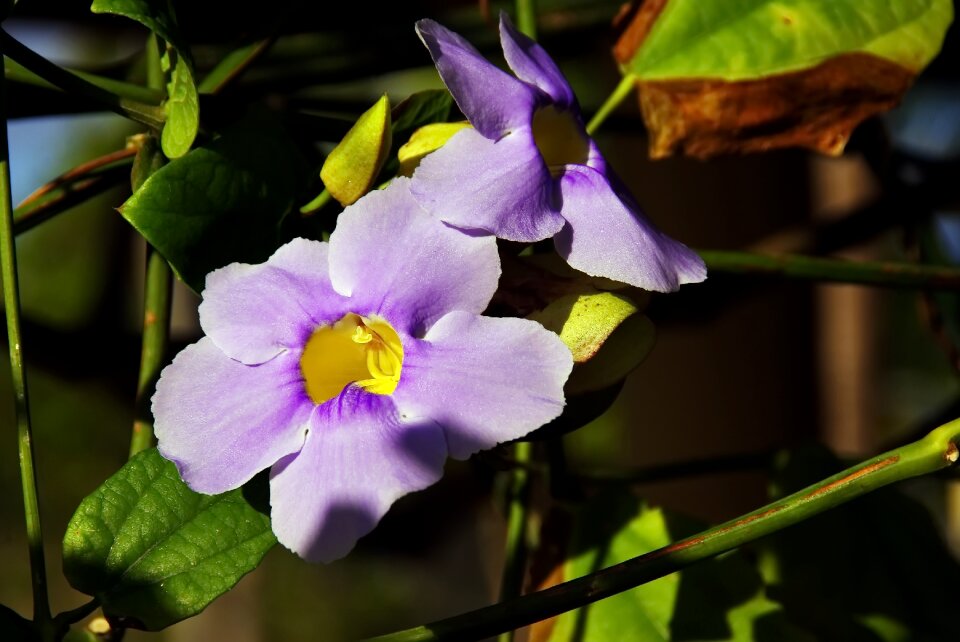 Volubilis ipomoea purpurea violet