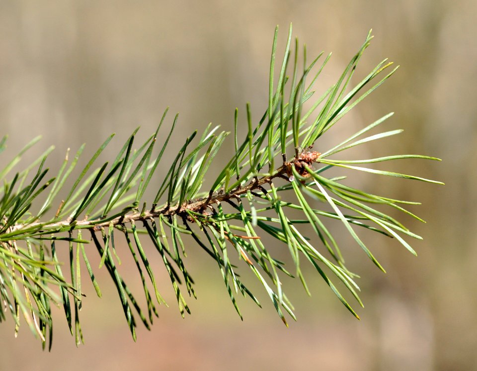 Pinus-sylvestris-06-fws