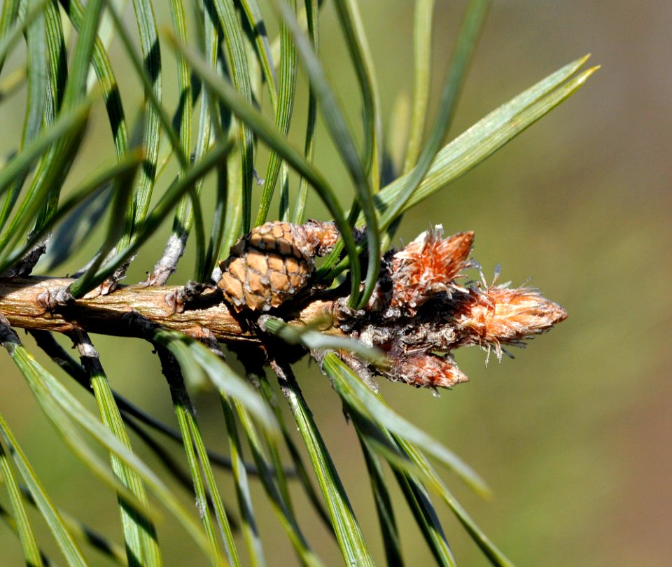 Pinus-sylvestris-10-fws