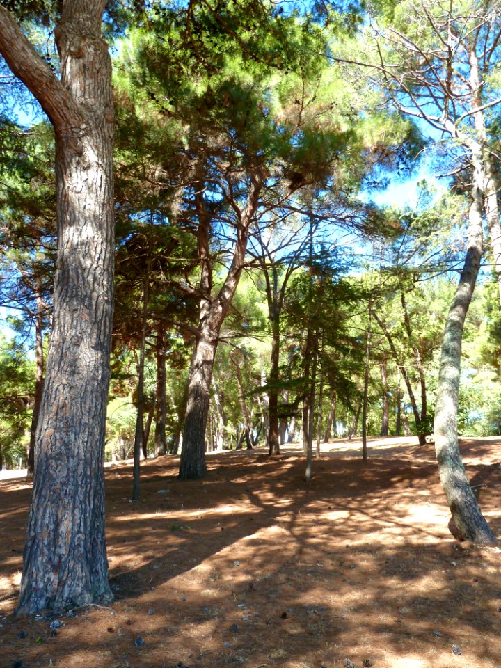 Pineta lungo la costa di Poreč - 2
