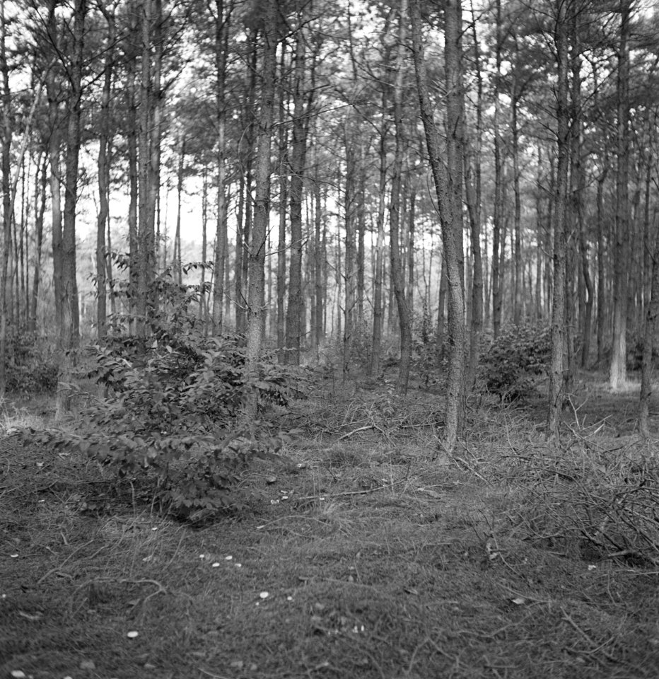 Pinussoorten, grove dennen, prunus serotina, Bestanddeelnr 168-0115