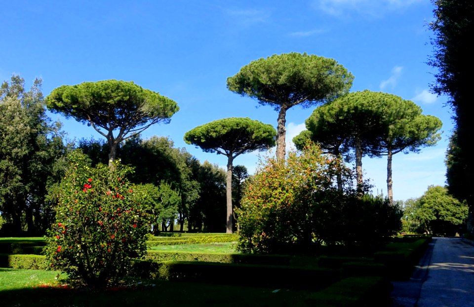 Pines - Barberini Gardens - Castel Gandolfo - DSC04299