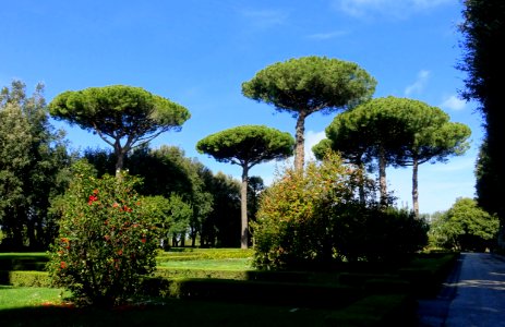 Pines - Barberini Gardens - Castel Gandolfo - DSC04299