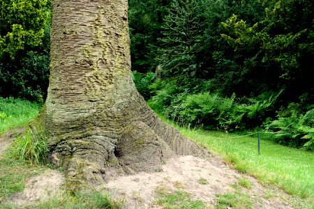 Pinetum - Biddulph Grange Garden - Staffordshire, England - DSC09194
